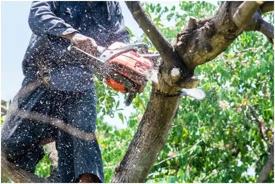 tree services Tullahoma